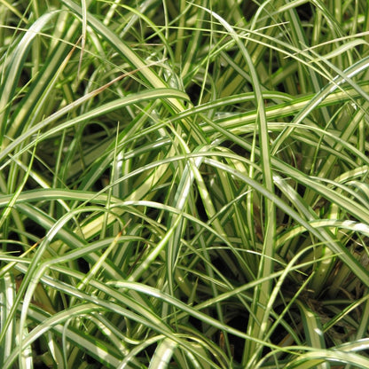 Golden Japanese Sedge - LandscapeDirect