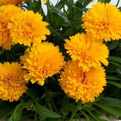 Golden Sphere Tickseed - LandscapeDirect