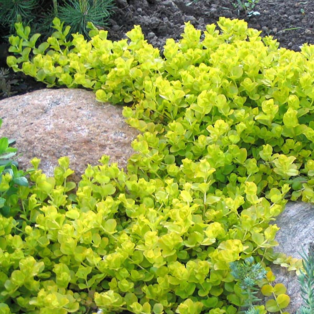 Goldilocks Creeping Jenny - LandscapeDirect