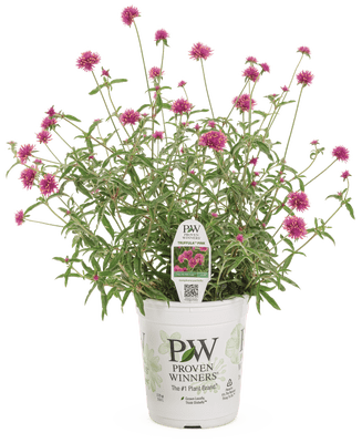 Gomphrena Truffula Pink - LandscapeDirect