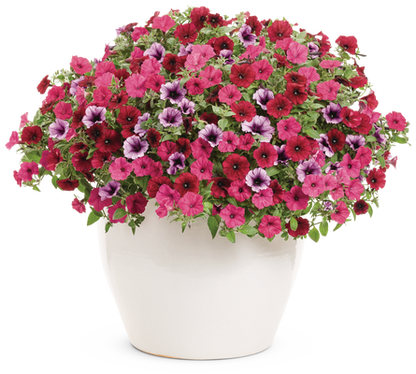 Grand Traverse - Patio Container Kit - LandscapeDirect