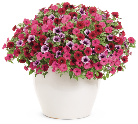 Grand Traverse - Patio Container Kit - LandscapeDirect