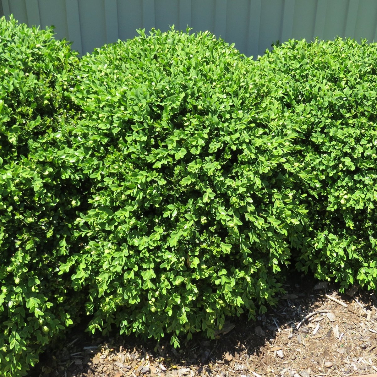 Green Gem Boxwood - LandscapeDirect