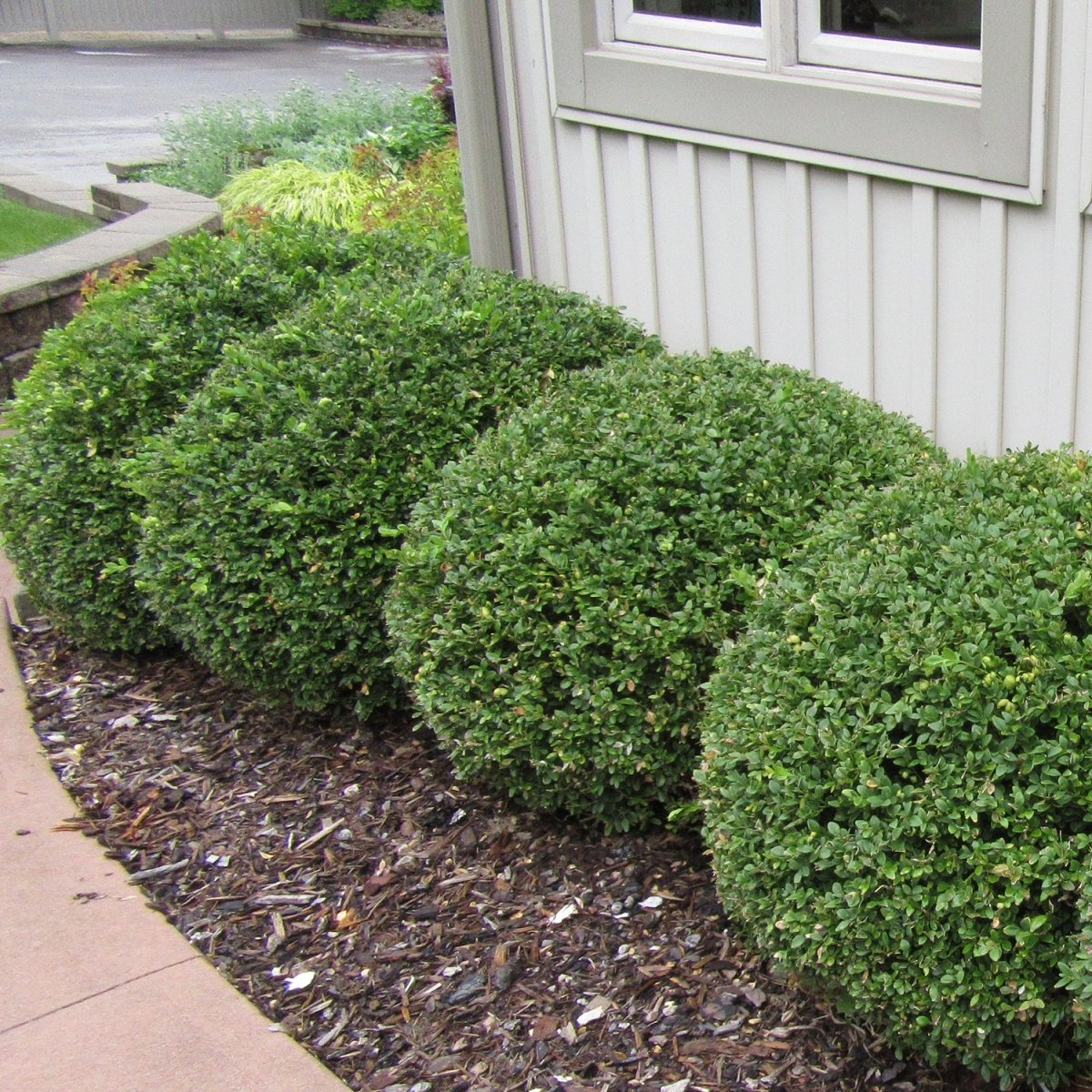 Green Mountain Boxwood - LandscapeDirect