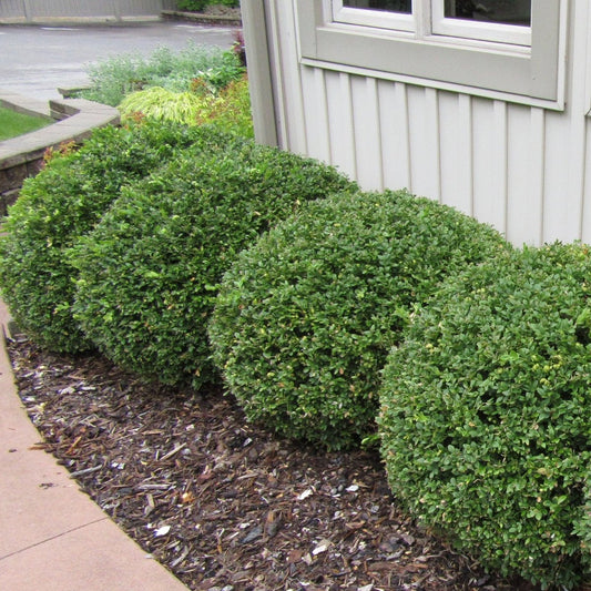 Green Mountain Boxwood - LandscapeDirect