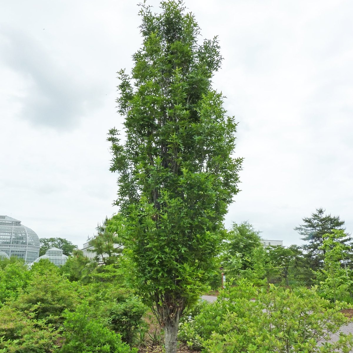 Green Pillar - Oak - LandscapeDirect
