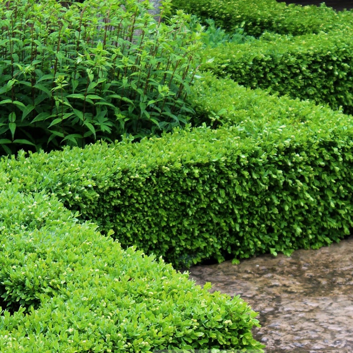 Green Velvet Boxwood - LandscapeDirect