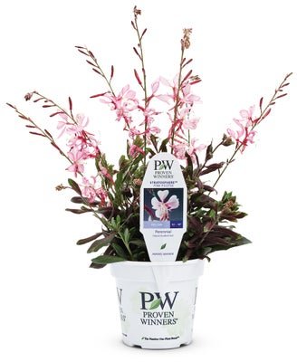 Guara Stratosphere Pink Picotee - LandscapeDirect