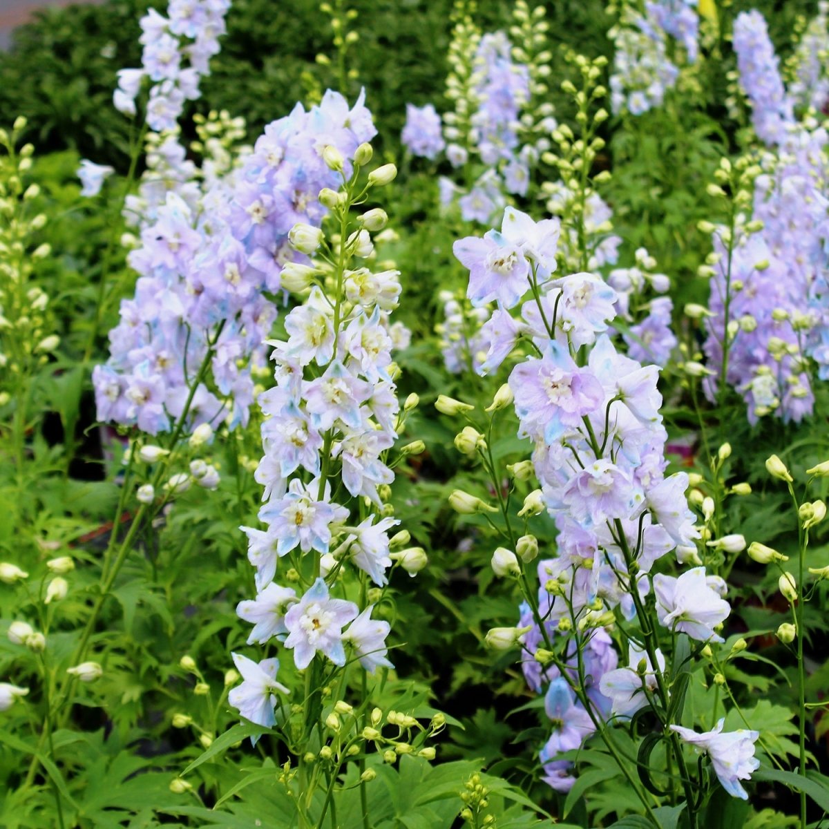 Guardian Lavender Larkspur - LandscapeDirect