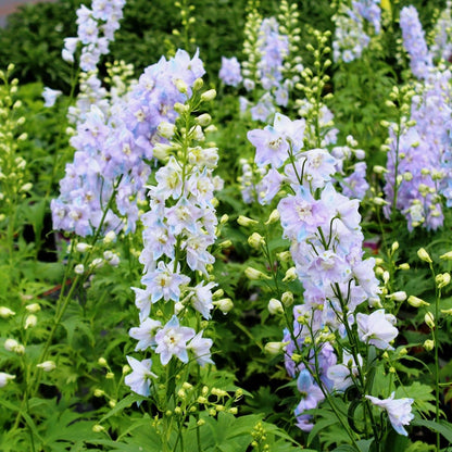 Guardian Lavender Larkspur - LandscapeDirect