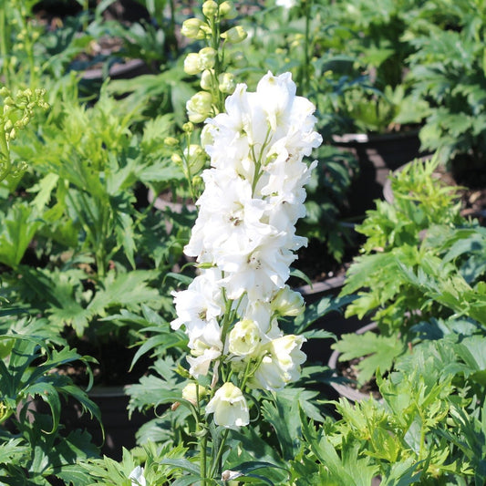 Guardian White Larkspur - LandscapeDirect