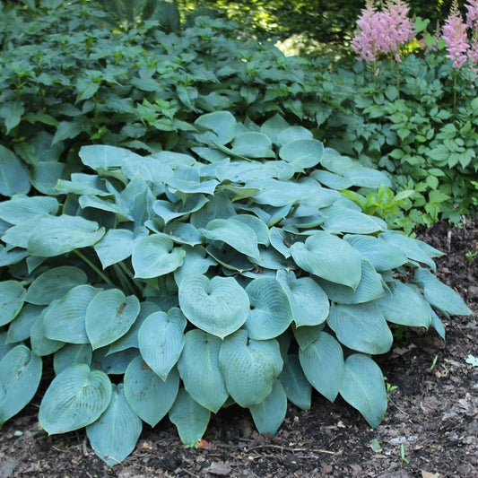 Halcyon Plantain Lily - LandscapeDirect