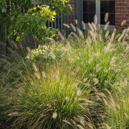 Hameln Fountain Grass - LandscapeDirect