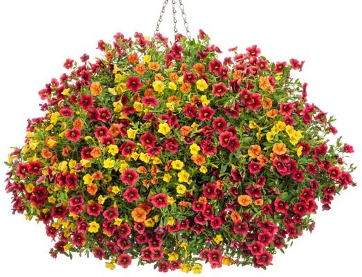 Hayride - Hanging Basket Kit - LandscapeDirect