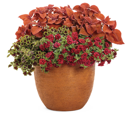 Head Turning - Patio Container Kit - LandscapeDirect