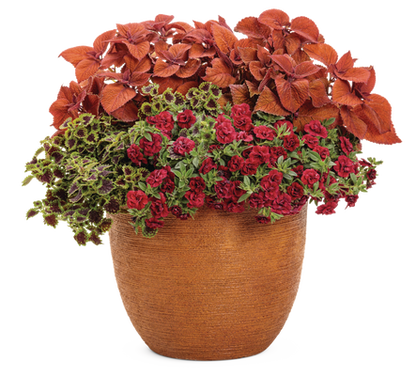 Head Turning - Patio Container Kit - LandscapeDirect