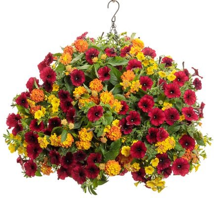 Heirloom Bloom - Hanging Basket Kit - LandscapeDirect