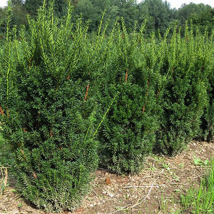 Hick's Yew - LandscapeDirect