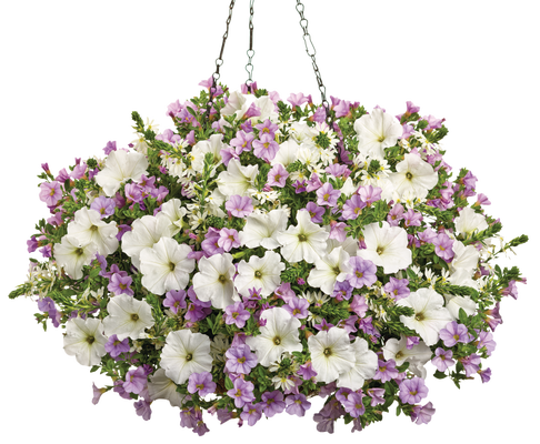 Highland Grove - Hanging Basket Kit - LandscapeDirect