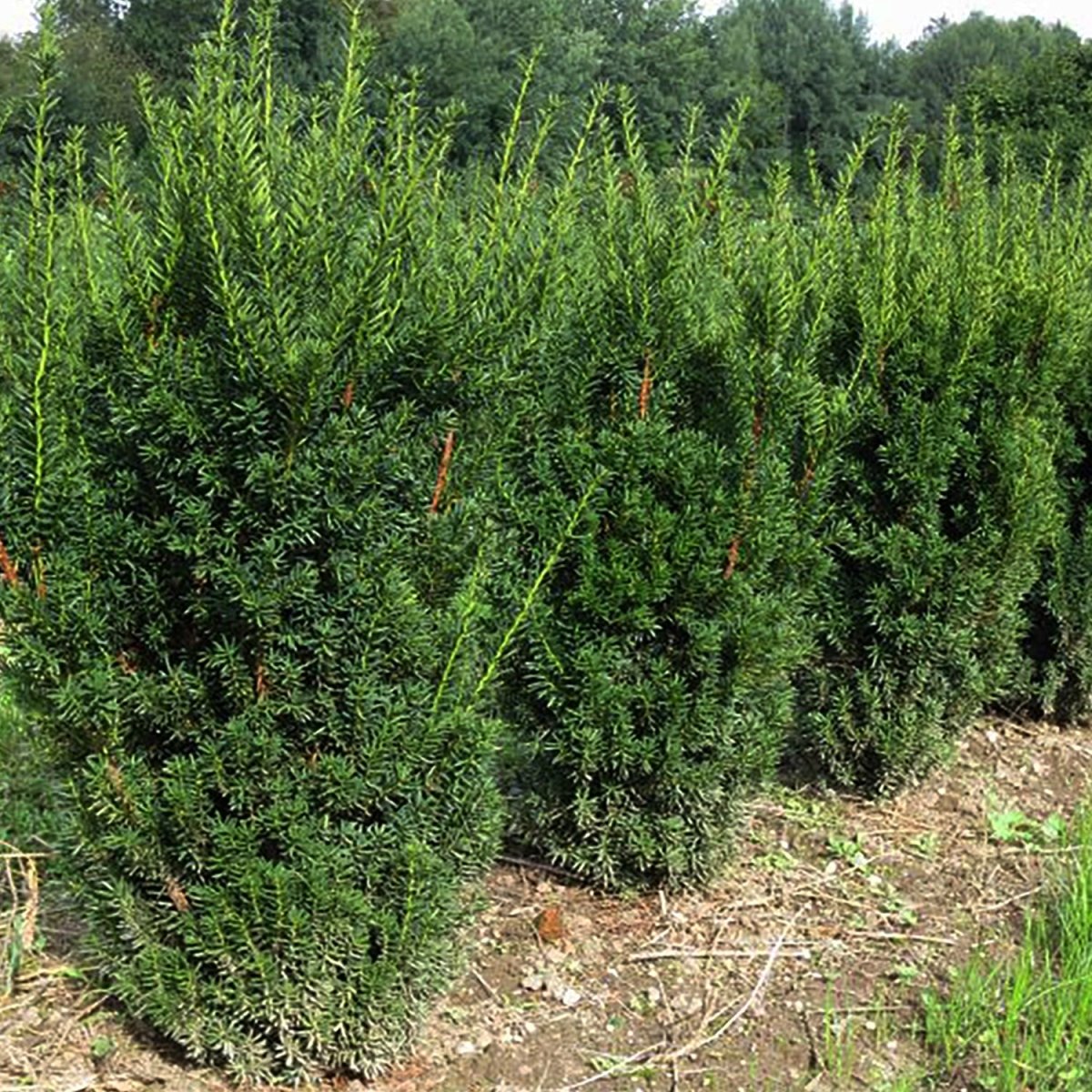 Hill's Yew - LandscapeDirect