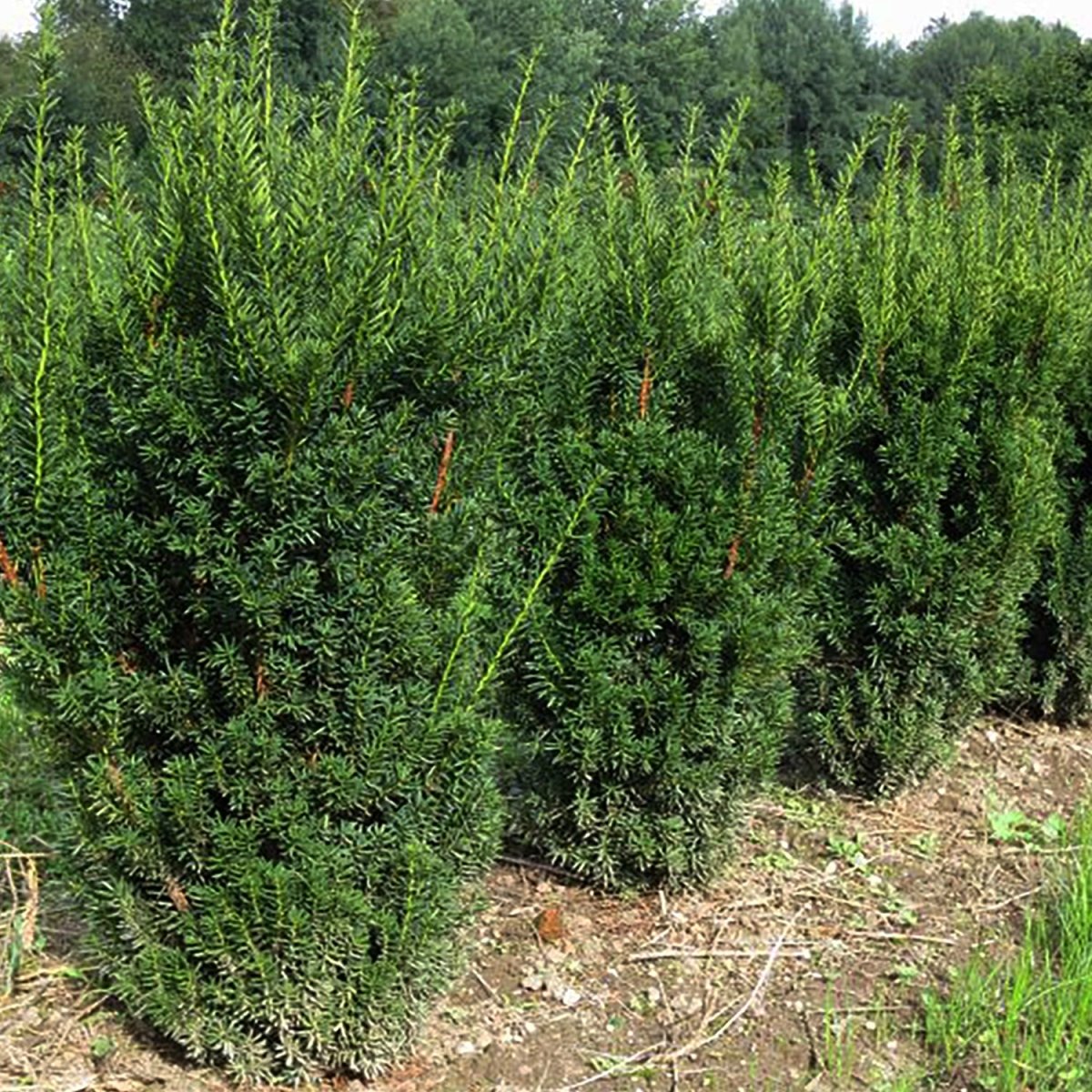 Hill's Yew - LandscapeDirect