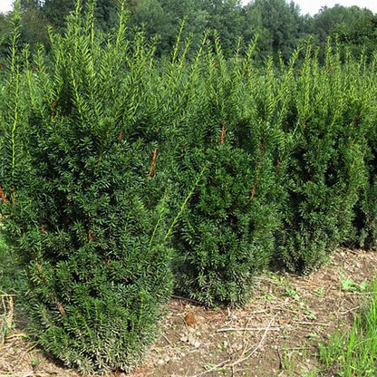 Hill's Yew - LandscapeDirect