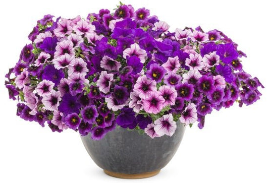 Home Again - Patio Container Kit - LandscapeDirect