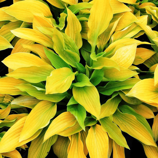 Hosta August Moon - LandscapeDirect