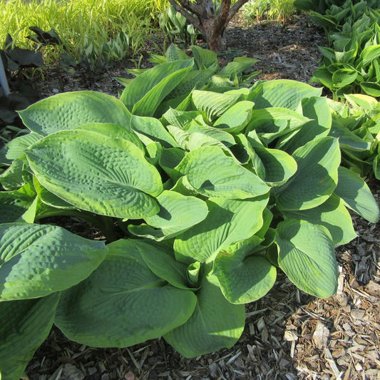 Hosta Big Daddy - LandscapeDirect