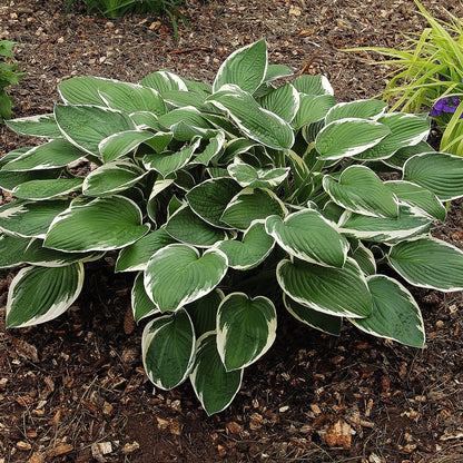 Hosta Francee - LandscapeDirect