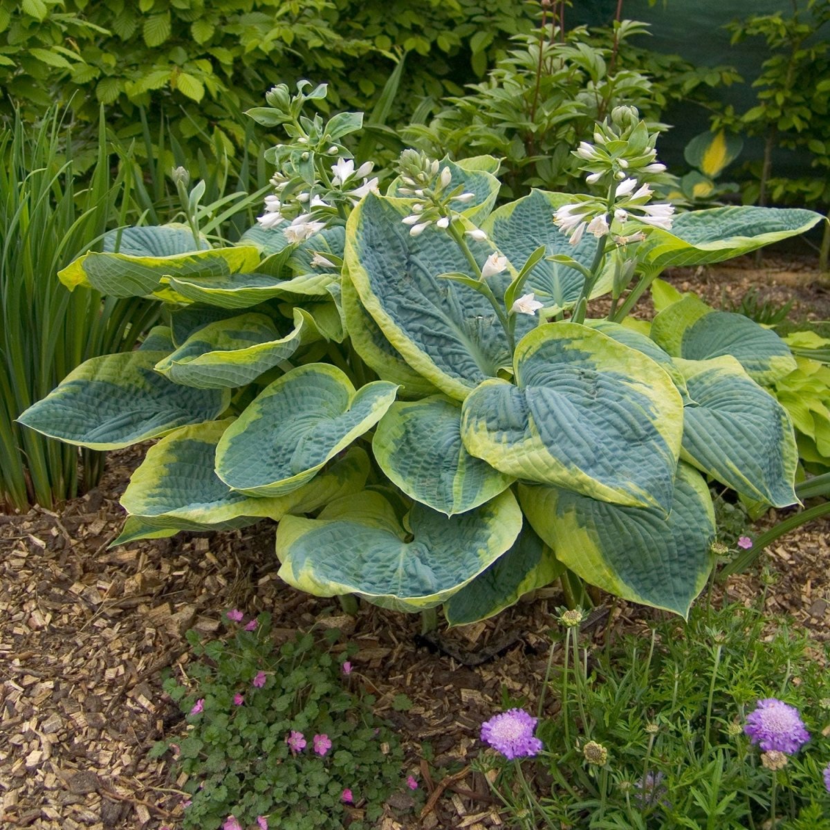 Hosta Frances Williams - LandscapeDirect