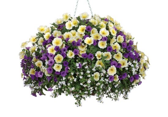 Hot Springs- Hanging Basket Kit – LandscapeDirect