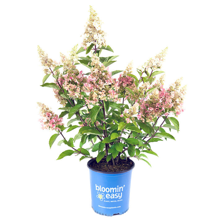 Candelabra Hydrangea LandscapeDirect