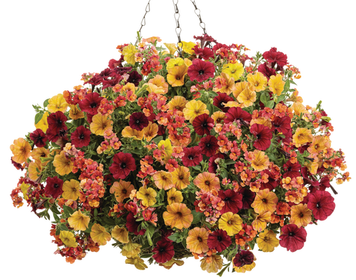 Hypnosis - Hanging Basket Kit - LandscapeDirect
