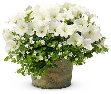 I Do - Patio Container Kit - LandscapeDirect