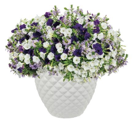 Iced Opulence - Patio Container Kit - LandscapeDirect