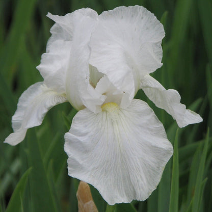 Immortality Tall Bearded Iris - LandscapeDirect
