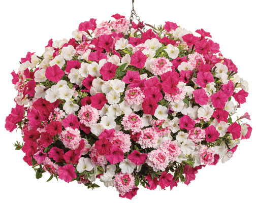 In Our Element - Hanging Basket Kit - LandscapeDirect