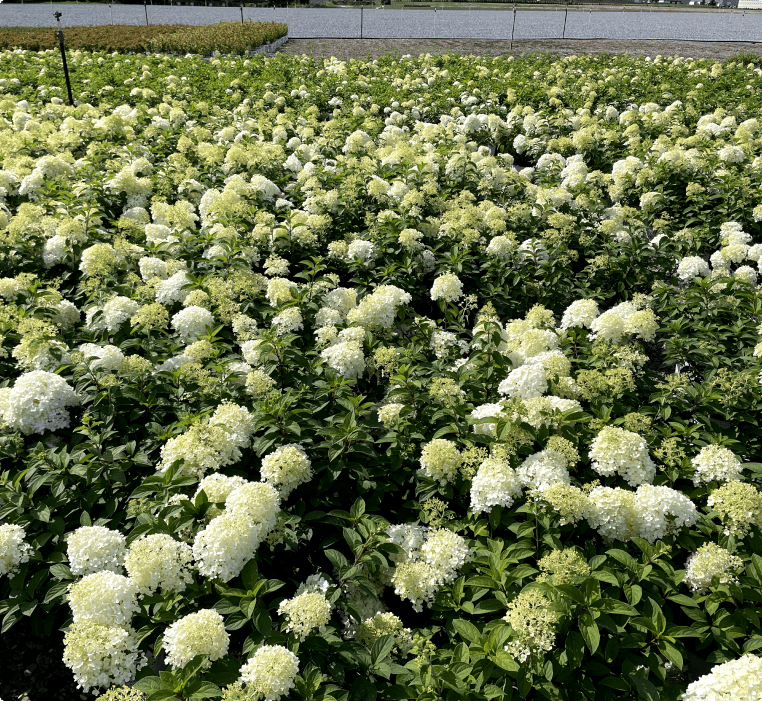 Incrediball Hydrangea - LandscapeDirect