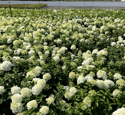 Incrediball Hydrangea - LandscapeDirect