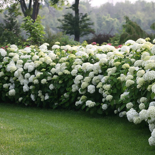 Incrediball Hydrangea - LandscapeDirect