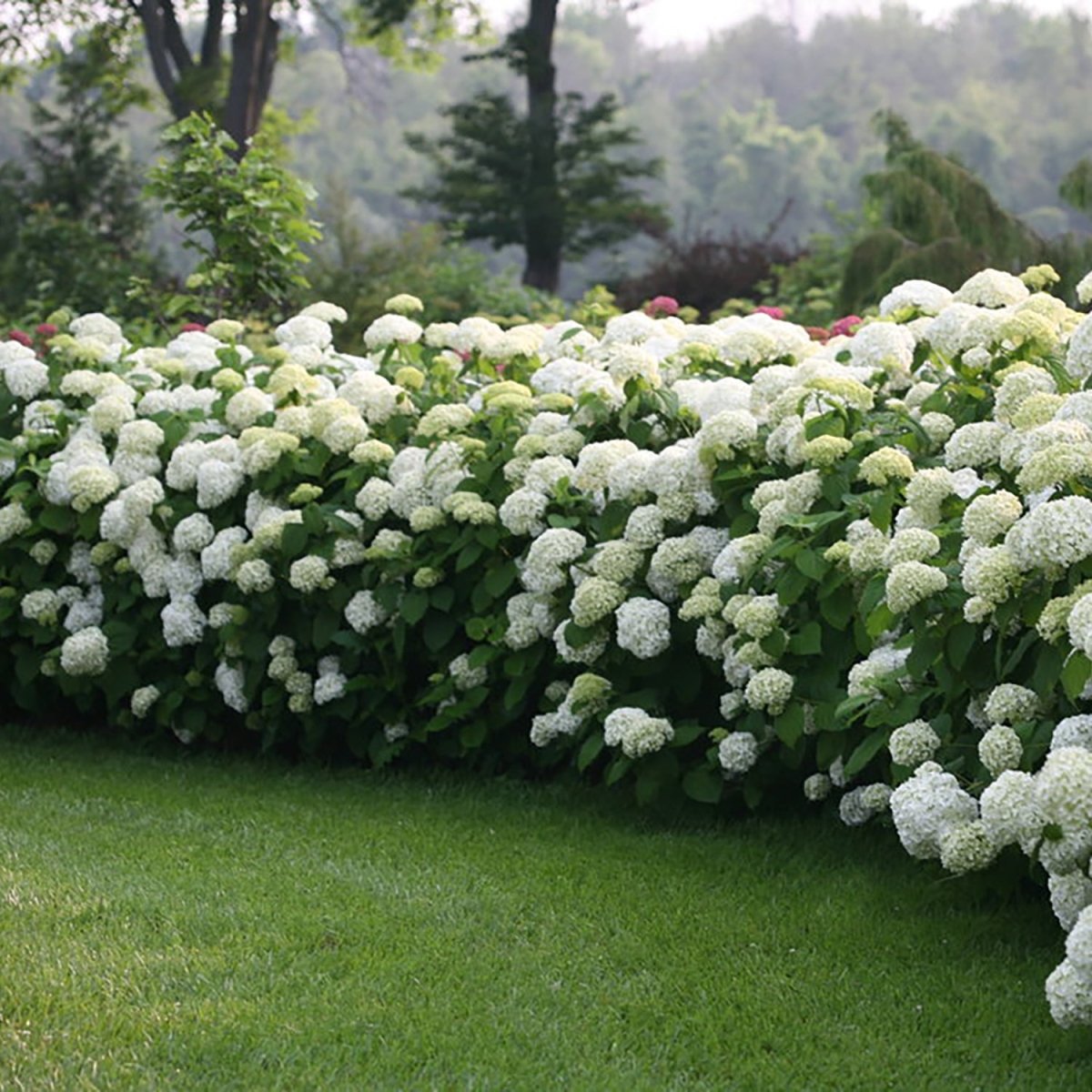 Incrediball Hydrangea - LandscapeDirect