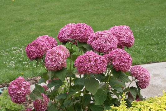 Invincibelle Mini Mauvette Smooth hydrangea - LandscapeDirect