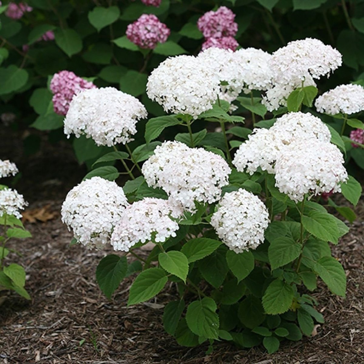 Invincibelle Wee White Smooth Hydrangea - LandscapeDirect
