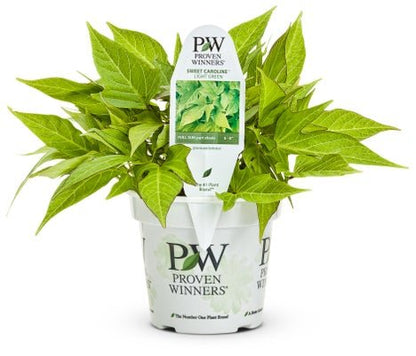 Ipomoea Sweet Caroline Light Green - LandscapeDirect