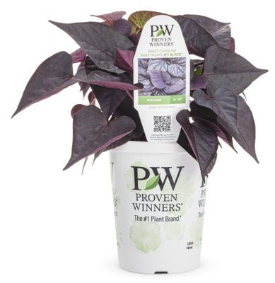 Ipomoea Sweet Heart Jet Black - LandscapeDirect