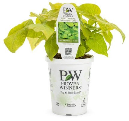 Ipomoea Sweet Heart Lime - LandscapeDirect