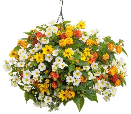 Ireland - Hanging Basket Kit - LandscapeDirect