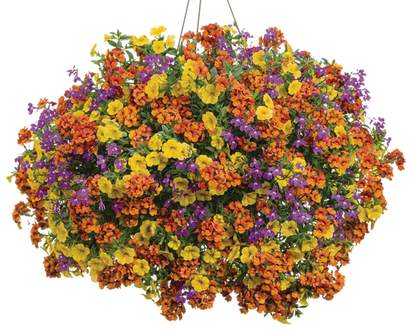 Irresistible - Hanging Basket Kit - LandscapeDirect