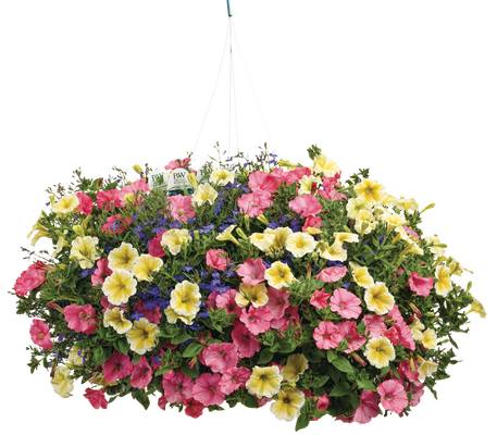 Island Luau - Hanging Basket Kit - LandscapeDirect